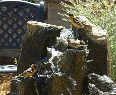 Basalt Birdbirth Fountain