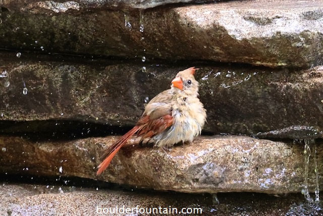 Birdbath Fountain