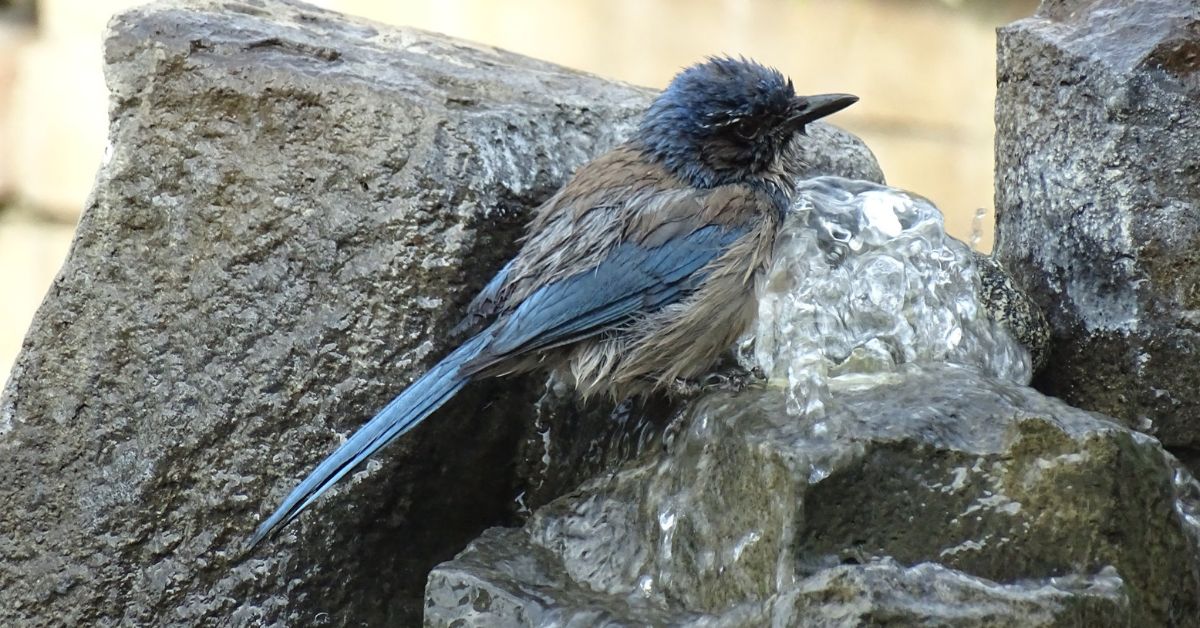 7 Unique Bird Bath Alternatives for Your Backyard