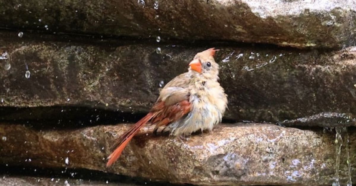 7 Unique Bird Bath Alternatives for Your Backyard